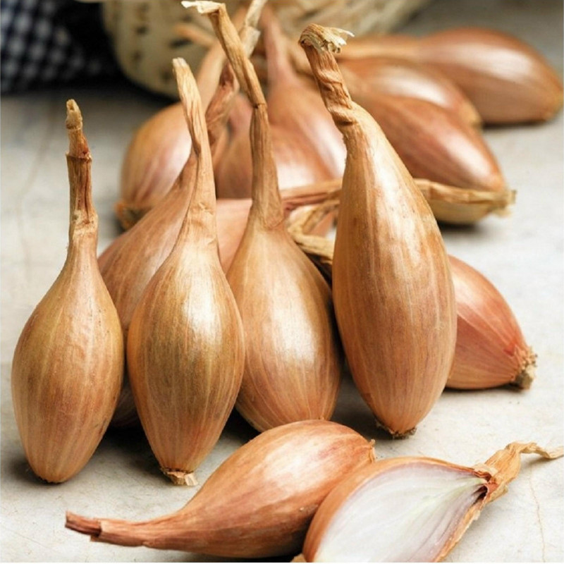 Shallot Long French Onion Seeds - Cena: €1.95