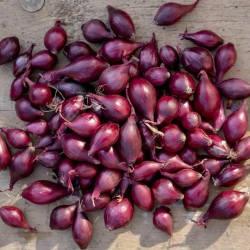 1.951 Graines d'oignon Échalote Rossa lunga di Firenze