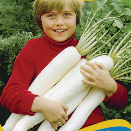 1.95 Dzinovska Japanska bela rotkvica Japana F1