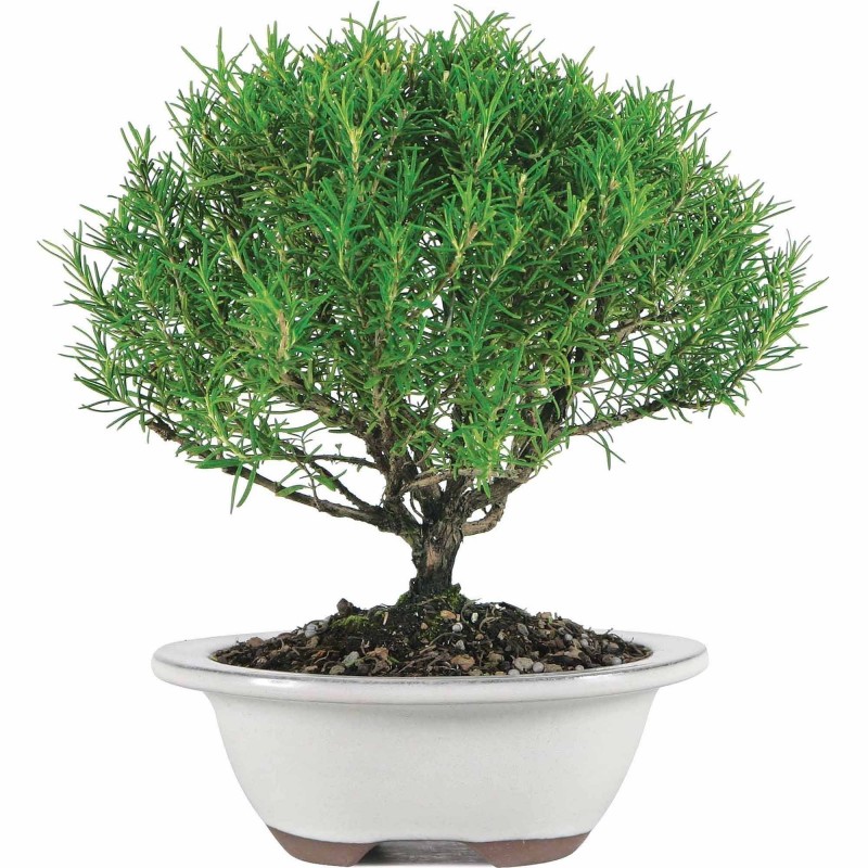 Rosemary Seeds (Rosmarinus officinalis) | Price: €2.50 🌳🌼🌸🌿🌱🍉