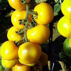 Sementes de tomate Romus