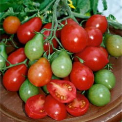 Sementes de tomate Radana
