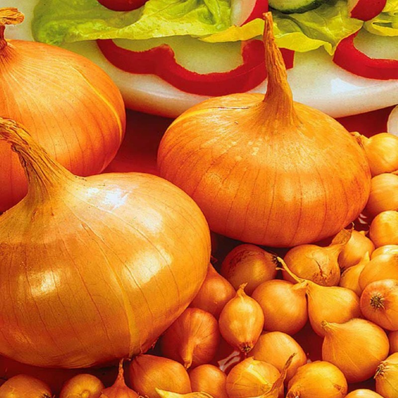 2.25 Stuttgarter Reisen Onion Seeds