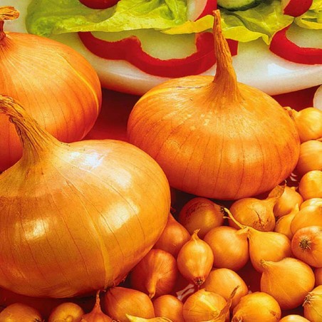 2.25 Stuttgarter Reisen Onion Seeds