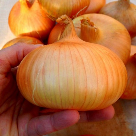 2.25 Stuttgarter Reisen Onion Seeds