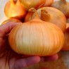 2.25 Stuttgarter Reisen Onion Seeds