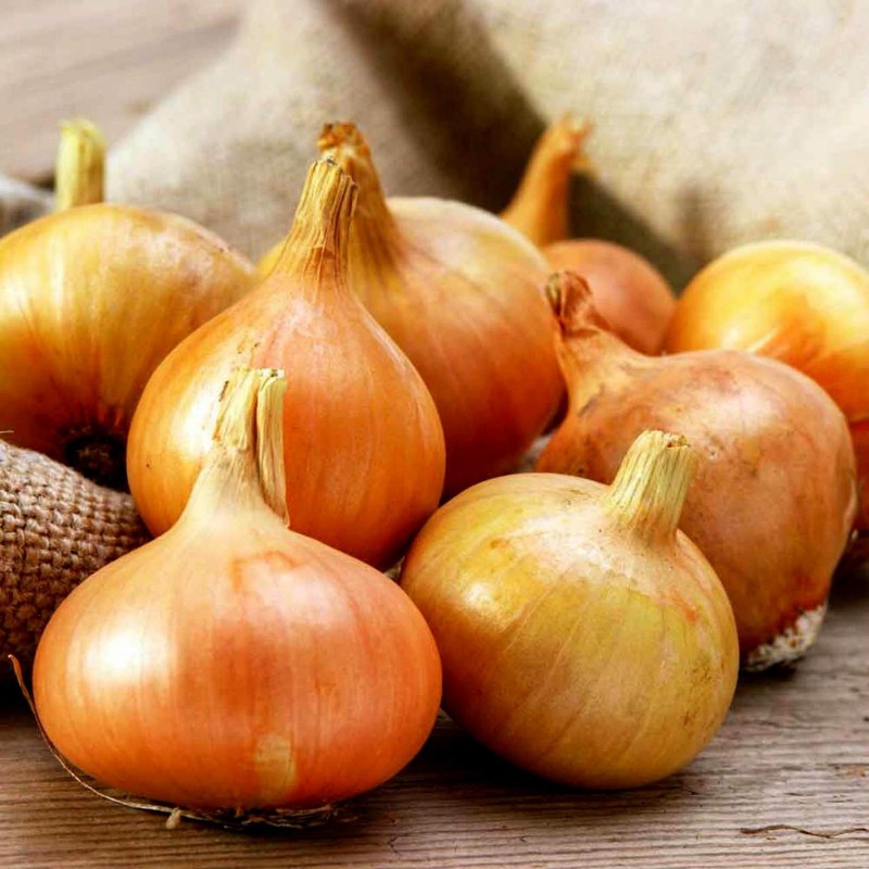 2.25 Stuttgarter Reisen Onion Seeds