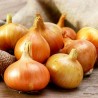 2.25 Stuttgarter Reisen Onion Seeds