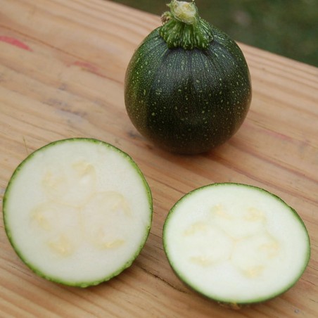 Zucchini Seeds Tondo di Piacenza | Price: 2,15 € 🌳🌼🌸🌿🌱🍉