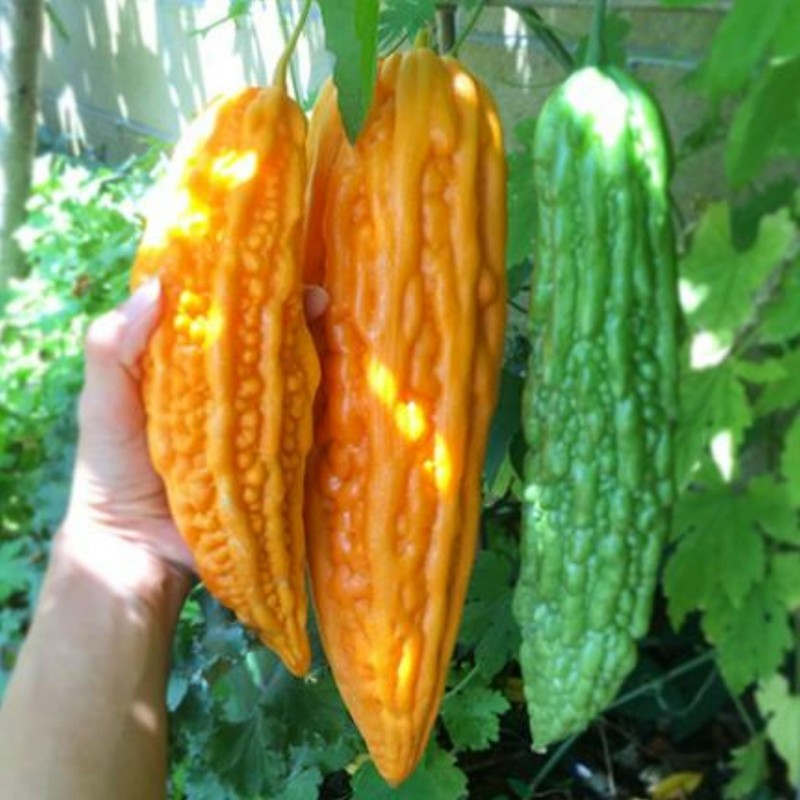 100Pcs Green Vegetable Momordica Charantia Bitter Gourd Melon Seeds Plant New 