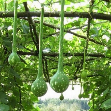 Dipper Gourd Seeds Lagenaria siceraria | Price: 2,35 € 🌳🌼🌸🌿🌱🍉