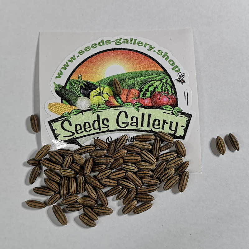 Semi di Olivo di Boemia (Elaeagnus angustifolia) | Price: 2,55 € 🌳🌼🌸🌿🌱🍉