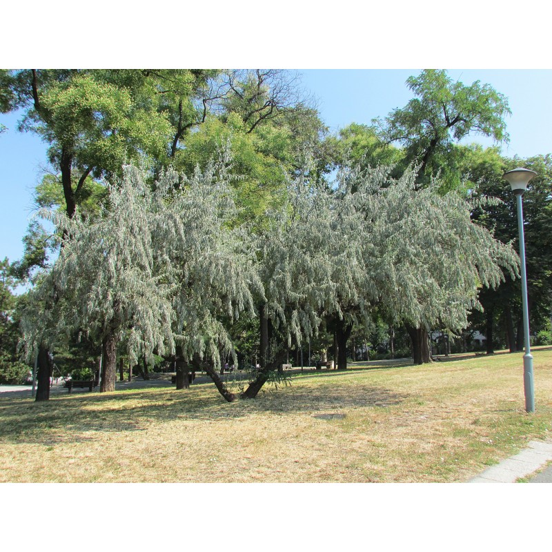 Silverberry Russian Olive seeds (Elaeagnus angustifolia) | Price: 2,55 € 🌳🌼🌸🌿🌱🍉