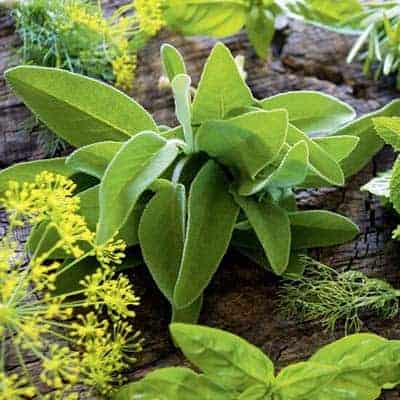 ORGANIC HERB SEEDS FOR SALE